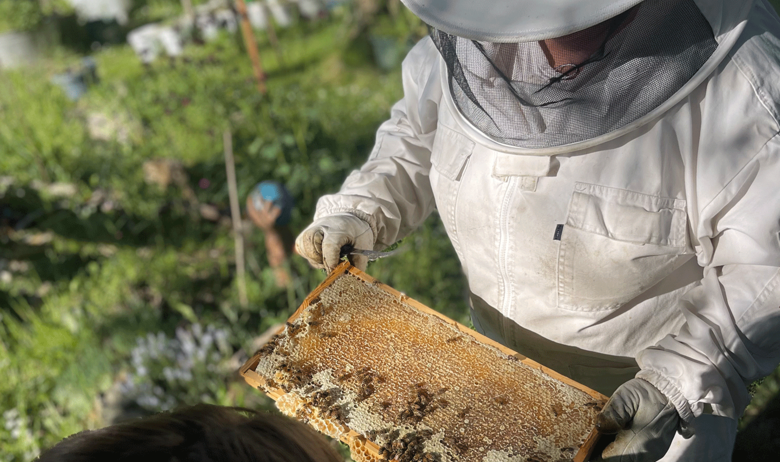 Natur_GetYourGuide_Bienen_1440x960.png